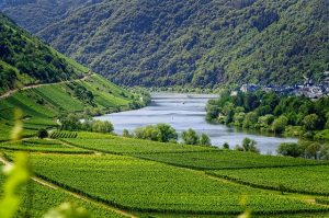 Vignoble