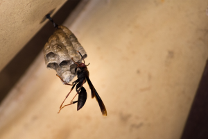 invasion-de-guepes-dans-votre-maison